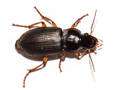 Harpalus rufipes